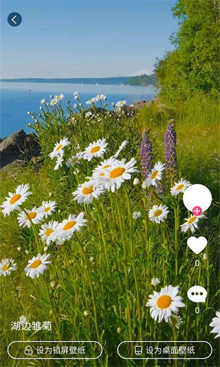 小鸟壁纸 小鸟壁纸